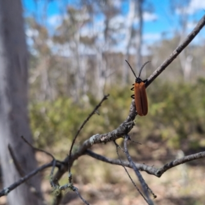 Porrostoma rhipidium (Long-nosed Lycid (Net-winged) beetle) at QPRC LGA - 17 Nov 2023 by clarehoneydove