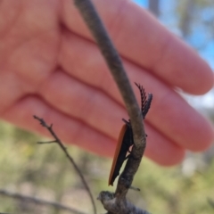 Porrostoma rhipidium at QPRC LGA - suppressed