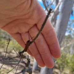 Porrostoma rhipidium at QPRC LGA - suppressed