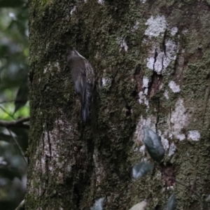 Cormobates leucophaea at Lamington National Park - 6 Nov 2023