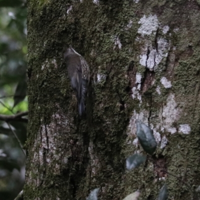 Cormobates leucophaea (White-throated Treecreeper) at O'Reilly, QLD - 6 Nov 2023 by Rixon