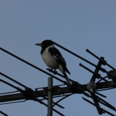 Cracticus nigrogularis (Pied Butcherbird) at O'Reilly, QLD - 5 Nov 2023 by Rixon