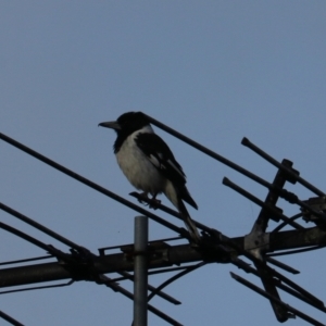 Cracticus nigrogularis at O'Reilly, QLD - 6 Nov 2023