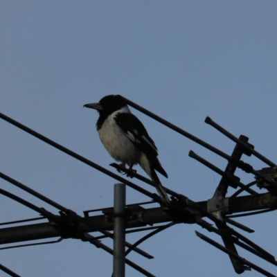 Cracticus nigrogularis (Pied Butcherbird) at O'Reilly, QLD - 6 Nov 2023 by Rixon