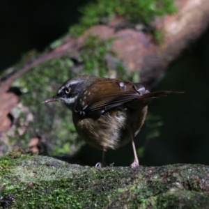 Sericornis frontalis at Lamington National Park - 6 Nov 2023