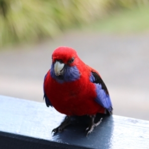 Platycercus elegans at O'Reilly, QLD - 7 Nov 2023