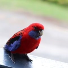 Platycercus elegans at O'Reilly, QLD - suppressed