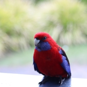 Platycercus elegans at O'Reilly, QLD - 7 Nov 2023