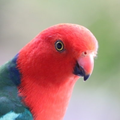 Alisterus scapularis (Australian King-Parrot) at O'Reilly, QLD - 7 Nov 2023 by Rixon