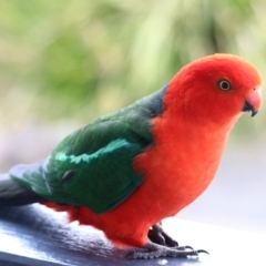 Alisterus scapularis at O'Reilly, QLD - suppressed