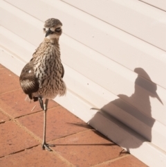 Burhinus grallarius (Bush Stone-curlew) at O'Reilly, QLD - 7 Nov 2023 by Rixon