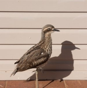 Burhinus grallarius at O'Reilly, QLD - suppressed