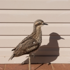 Burhinus grallarius at O'Reilly, QLD - 7 Nov 2023