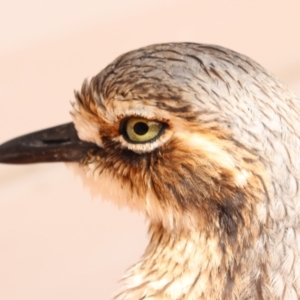 Burhinus grallarius at O'Reilly, QLD - suppressed