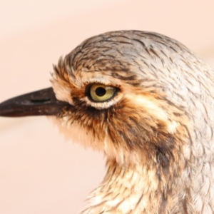 Burhinus grallarius at O'Reilly, QLD - suppressed