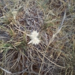 Rytidosperma (genus) (Wallaby Grass) at Symonston, ACT - 12 Nov 2023 by CallumBraeRuralProperty