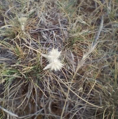 Rytidosperma (genus) (Wallaby Grass) at Symonston, ACT - 12 Nov 2023 by CallumBraeRuralProperty