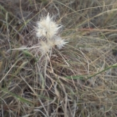 Rytidosperma sp. at Symonston, ACT - 12 Nov 2023