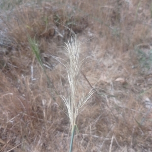 Anthosachne scabra at Jerrabomberra, ACT - 17 Nov 2023 03:15 PM