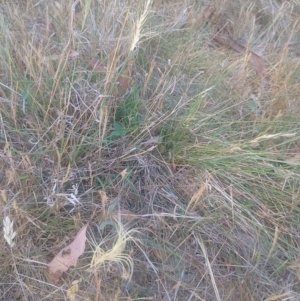 Anthosachne scabra at Jerrabomberra, ACT - 17 Nov 2023