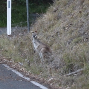 Macropus parryi at Cainbable, QLD - 7 Nov 2023 06:53 PM