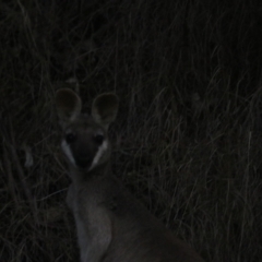 Macropus parryi at Cainbable, QLD - 7 Nov 2023