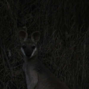 Macropus parryi at Cainbable, QLD - 7 Nov 2023