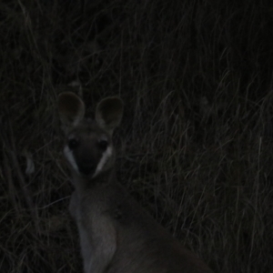 Macropus parryi at Cainbable, QLD - 7 Nov 2023 06:53 PM