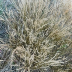 Vulpia (genus) (A Squirreltail Fescue) at Symonston, ACT - 17 Nov 2023 by CallumBraeRuralProperty