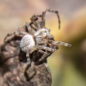 Araneus hamiltoni at Namadgi National Park - 15 Nov 2023