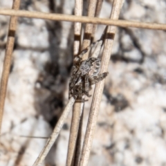 Araneus hamiltoni at Namadgi National Park - 15 Nov 2023