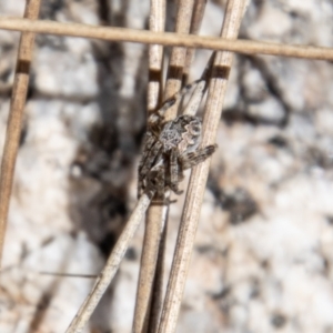 Araneus hamiltoni at Namadgi National Park - 15 Nov 2023