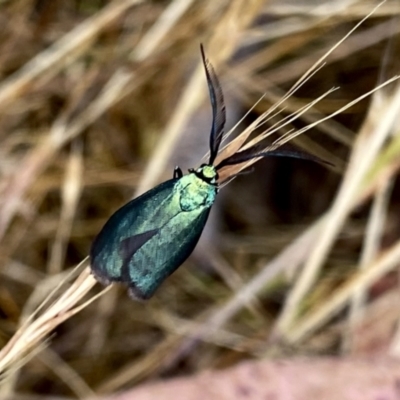 Pollanisus (genus) (A Forester Moth) at QPRC LGA - 8 Nov 2023 by Wandiyali