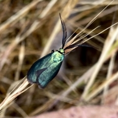 Pollanisus (genus) (A Forester Moth) at QPRC LGA - 8 Nov 2023 by Wandiyali