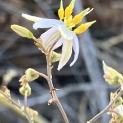 Dianella tarda (Late-flower Flax-lily) at Fentons Creek, VIC - 17 Nov 2023 by KL