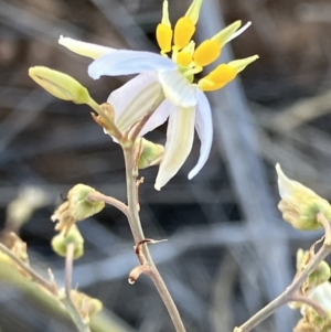 Dianella tarda at Suttons Dam - suppressed