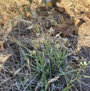 Dianella tarda at Suttons Dam - suppressed