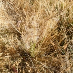 Austrostipa (genus) (A Corkscrew Grass) at Symonston, ACT - 17 Nov 2023 by CallumBraeRuralProperty