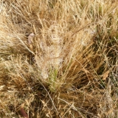 Austrostipa sp. (A Corkscrew Grass) at Symonston, ACT - 17 Nov 2023 by CallumBraeRuralProperty