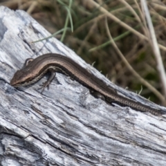 Pseudemoia entrecasteauxii (Woodland Tussock-skink) at Cotter River, ACT - 15 Nov 2023 by SWishart