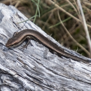 Pseudemoia entrecasteauxii at Namadgi National Park - 15 Nov 2023