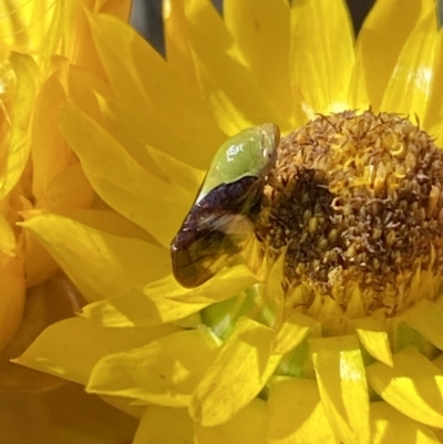 Chaetophyes compacta (Tube spittlebug) at Gungaderra Grasslands - 17 Nov 2023 by SteveBorkowskis