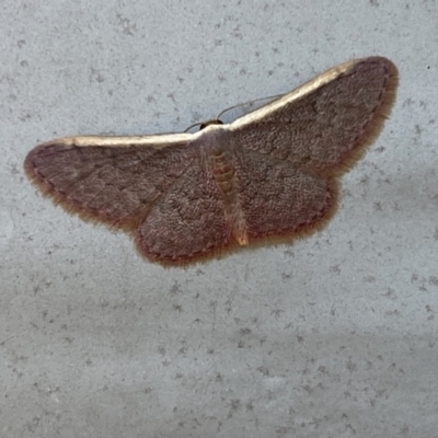 Idaea costaria (White-edged Wave) at Crace, ACT - 16 Nov 2023 by SteveBorkowskis