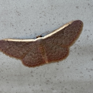 Idaea costaria at Gungaderra Grasslands - 17 Nov 2023