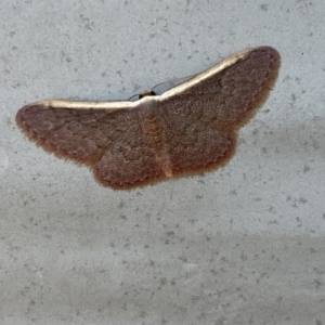 Idaea costaria at Gungaderra Grasslands - 17 Nov 2023