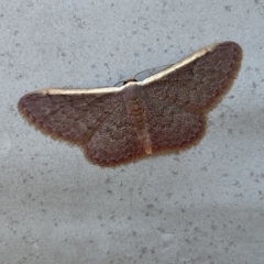 Idaea costaria at Gungaderra Grasslands - 17 Nov 2023 09:01 AM