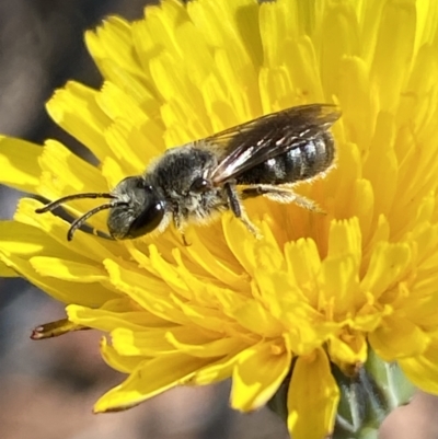 Lasioglossum (Chilalictus) lanarium (Halictid bee) at Gungaderra Grasslands - 17 Nov 2023 by SteveBorkowskis