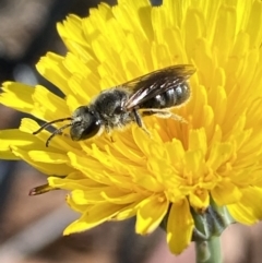 Lasioglossum (Chilalictus) lanarium at Gungaderra Grasslands - 17 Nov 2023