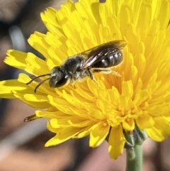 Lasioglossum (Chilalictus) lanarium at Gungaderra Grasslands - 17 Nov 2023