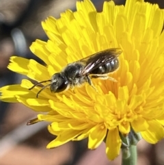 Lasioglossum (Chilalictus) lanarium at Gungaderra Grasslands - 17 Nov 2023